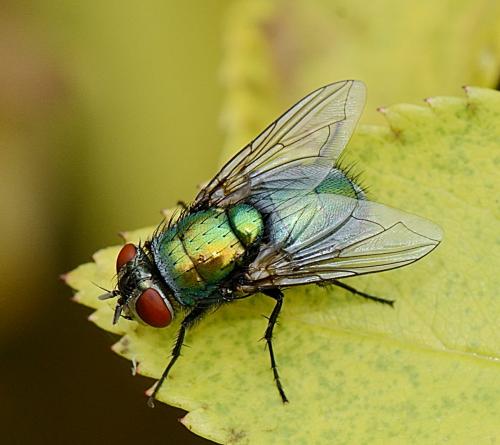 Réf. 290 868 : Lucilia sericata